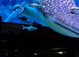 FIRST IN MANILA: A 3D Whale Shark billboard, Space Tunnel, Golden Gateway and Dazzling Light shows- ALL Immersive experiences lead to SM.