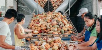 Albay Boosts Cacao Factory To Boost Tourism