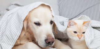 Rainy Season Pet Care: Tips To Protect Your Fur Babies During A Monsoon