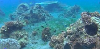 Dumaguete Eyes Artificial Reef Project Promoting Eco-Tourism